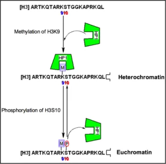 Figure 2.4.  Phosphorylation as a PTM switch in the H3 tail, serving to reverse the  transcriptional outcome of lysine methylation