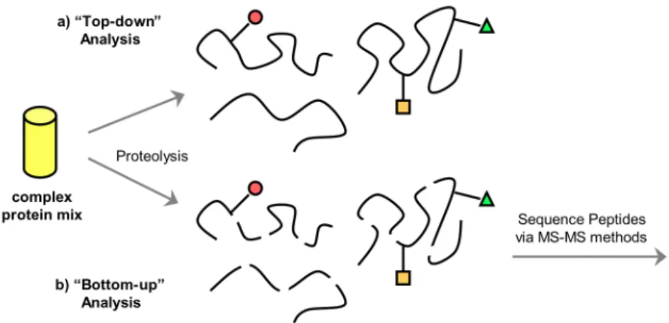 Figure 2.7.  a) “Top-down” and b) “bottom-up” approaches to identifying PTMs via  mass spectrometry
