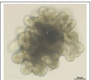 Figure 2. Enteroid cultured in 3-D  protein matrix. Crypt buds are around the  outer surface of the enteroids and the dark  area in the center is the pseudolumen  where apoptotic cells are sloughed off