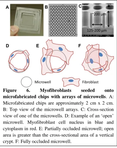 Figure  6.  Myofibroblasts  seeded  onto  microfabricated  chips  with  arrays  of  microwells
