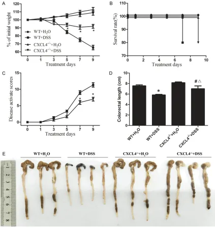 Figure 2. DSS-induced colitis in the WT and CXCL4-/- mice. A. Changes in the body weights of the H2O- and DSS-challenged WT and CXCL4-/- mice over nine days of treatment