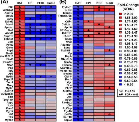 Figure 3: Genes with divergent gene expression changes in BAT versus WAT (GHRKO versus normal mice)