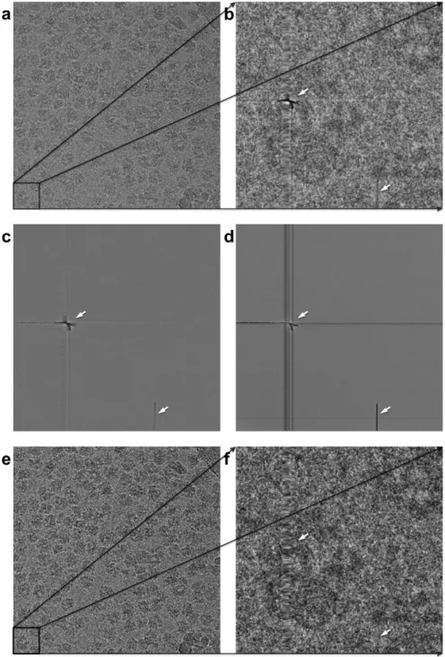 Figure 1.  One full raw 4096 ×  4096 ribosome image (a), and one specific zoomed-in 512 ×  512  patch  (lower-left corner) extracted from that image (b)