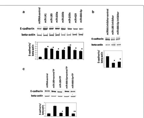 Figure 1 Schematic of putative detected miRNAs target sites for Zeb-2 3′UTR. Black boxes represent target sites for each miRNAs.
