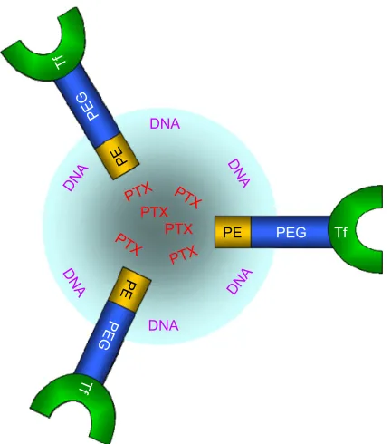 Figure 1 schematic diagram of Tf-PTX-DNa-Nlc.Notes: Tf-PTX-DNA-NLC was prepared, firstly, by the formation of PTX-DNA-Nlc, and then, Tf-Peg-Pe was prepared and was placed onto the surface of PTX-DNa-Nlc to obtain Tf-PTX-DNa-Nlc.Abbreviations: Tf-PTX-DNa-Nlc, transferrin-decorated paclitaxel and deoxyri-bonucleic acid co-encapsulated nanostructured lipid carriers; PTX-DNa-Nlc, paclitaxel- and deoxyribonucleic acid-loaded nanostructured lipid carriers; Tf-Peg-Pe, transferrin-conjugated polyethylene glycol-phosphatidylethanolamine.