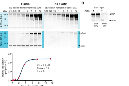 Figure 1: High-speed F-actin co-sedimentation assay. (A) Increasing concentrations (0.125-12.0 µM) of αE-catenin homodimer were incubated with (left panels) or without (right panels) 0.2 µM F-actin stabilized with phalloidin