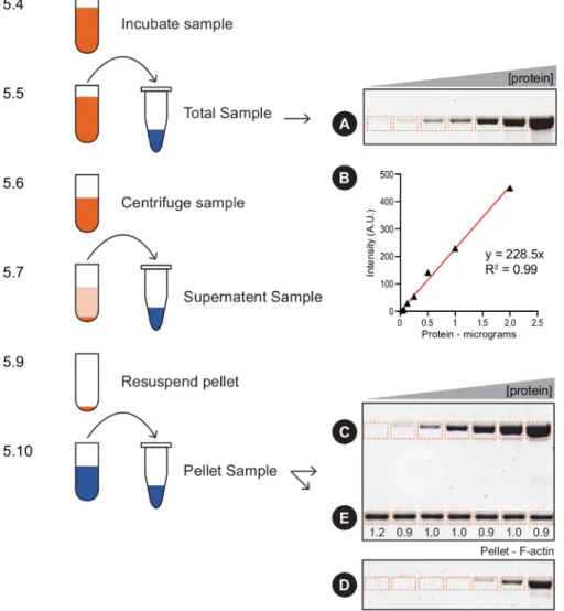 Figure 2: Actin pelleting quantification – flow chart. This schematic outlines key steps in section 5, with examples of Total and Pellet samples (A, C-E) and the standard curve (B) used for quantification