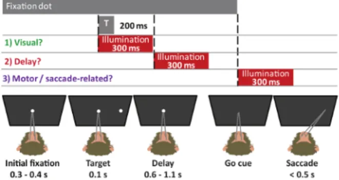 Figure 3. Memory-guided Saccade Task with Illumination or Sham at Different Times.