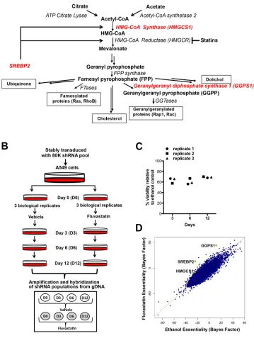 Figure 1: A genome-wide dropout screen uncovers putative shRNAs that potentiate fluvastatin-induced cell death