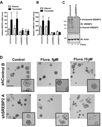 Figure 6: Knockdown of SREBP2 abrogates the sterol-feedback loop and impairs 3D growth upon fluvastatin treatment