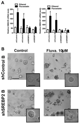 Figure 7: Knockdown of SREBP2 abrogates the sterol-feedback loop and impairs 3D growth of MCF7 cells upon fluvastatin treatment
