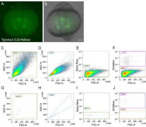Figure 1. Single cell isolation of zebrafish nkx2.5:ZsY positive cells at 18 hpf. Whole mount images of representative Tg(nkx2.5:ZsYellow) embryo at 18 hpf with (A) ZsYellow fluorescence alone or (B) merged with bright field image