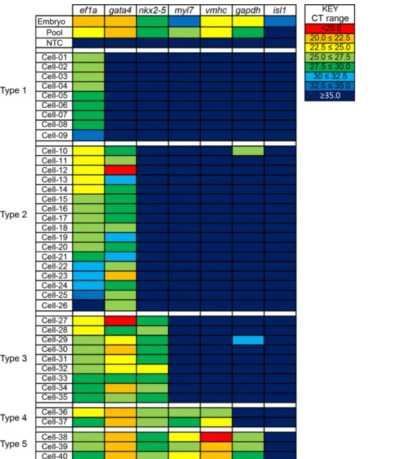 Figure 3. Gene expression analysis of capture single zebrafish nkx2.5:ZsY positive cells