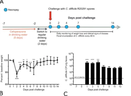 Figure 1: Cefoperazone Treated Mice Challenged with C. difficile R20291 Exhibit Weight Loss and are Colonized with C