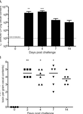 Figure 2: Colonization of the Cecum and Cytotoxicity during Infection with C. difficile R20291