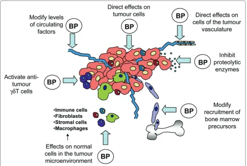 Figure 2. Potential anti-tumour eff ects of bisphosphonates (BPs) outside the skeleton.