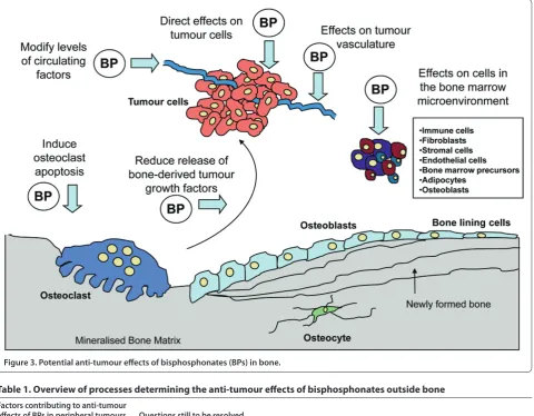 Figure 3. Potential anti-tumour eff ects of bisphosphonates (BPs) in bone.