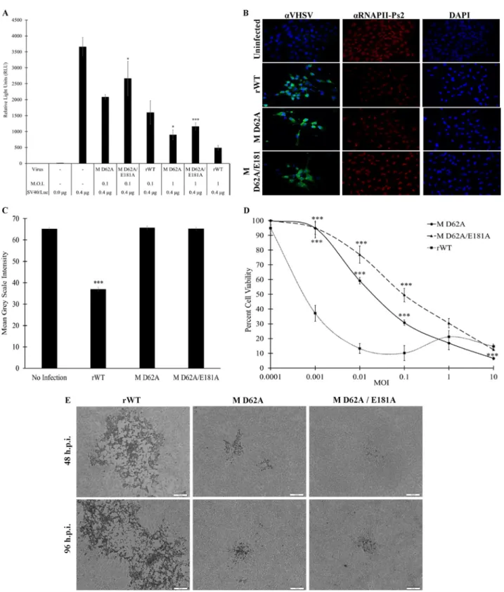 FIG 10 Inhibition of host responses by wild-type versus M D62A and M D62A E181A mutant viruses