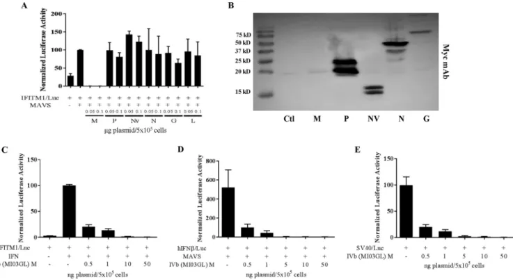 FIG 2 VHSV-IVb M inhibits host promoter activation. (A) EPC cells were cotransfected with 0.4 ␮g of the IFITM1/luc construct, EPC-derived MAVS (0.3 ␮g), and plasmids encoding each of the VHSV genes (0.05 or 0.1 ␮g), followed by luciferase assay 48 h later