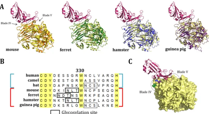 FIG 2 Sequence and structural comparison of nonpermissive DPP4 orthologs. (A) Structural comparison of threaded molecules (30) of mDPP4 (orange), fDPP4 (green), haDPP4 (blue), and gpDPP4 (purple) overlaid on hDPP4 (yellow) complexed with the MERS-CoV RBD (