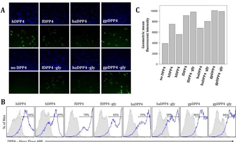 FIG 4 DPP4 and mutant variants are expressed on the surface of cells as evidenced by results of immunoﬂuorescence assay (A) and ﬂow cytometry (B and C).