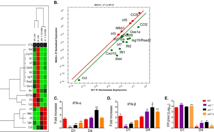 FIG 6 ISGs induction following WNV NS4B-P38G infection in BM-DCs. (A and B) PrimePCR array