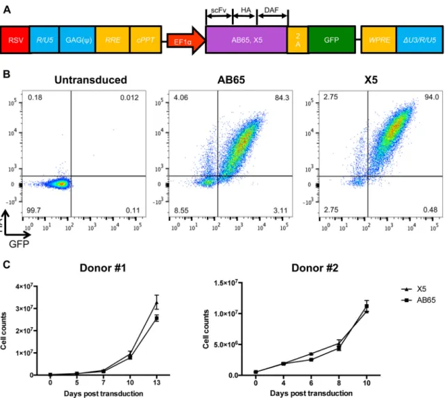 FIG 1 Human primary CD4 T cells expressing GPI-scFv AB65 or X5 show comparable levels of proliferation