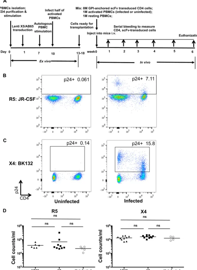 FIG 3 Equal engraftment efﬁciencies among all hu-PBL mice. (A) Experimental outline of the generation of GPI-scFv X5- or AB65- AB65-transduced CD4 T cells and R5- or X4-tropic HIV-1-infected PBMCs and cotransfusion of AB65-transduced CD4 T cells or infecte