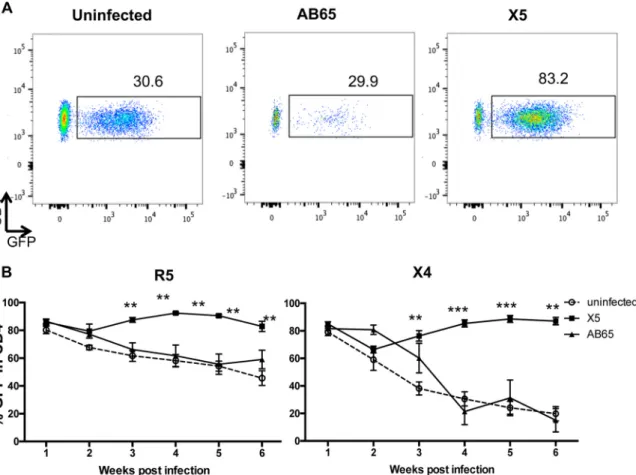 FIG 5 Selection of GPI-scFv X5-transduced cells in peripheral blood in vivo. (A) Gating of CD4 ⫹ /GFP ⫹ cells in human CD4 T cell populations of representative hu-PBL mice from each of the three groups 4 weeks after X4-tropic virus infection
