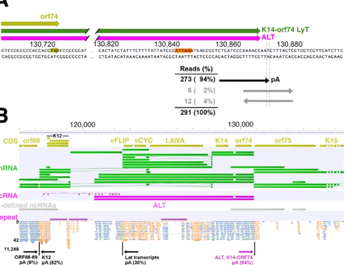 FIG 6 Identiﬁcation of ALT 5= and 3= ends using RNA-seq analysis. (A) Strand-speciﬁc RNA-seq was performed on ALT-captured RNA from TREx BCBL1-RTA cells at 12 h postlytic reactivation, and reads were aligned to the KSHV strain JSC1 genome using BBMap