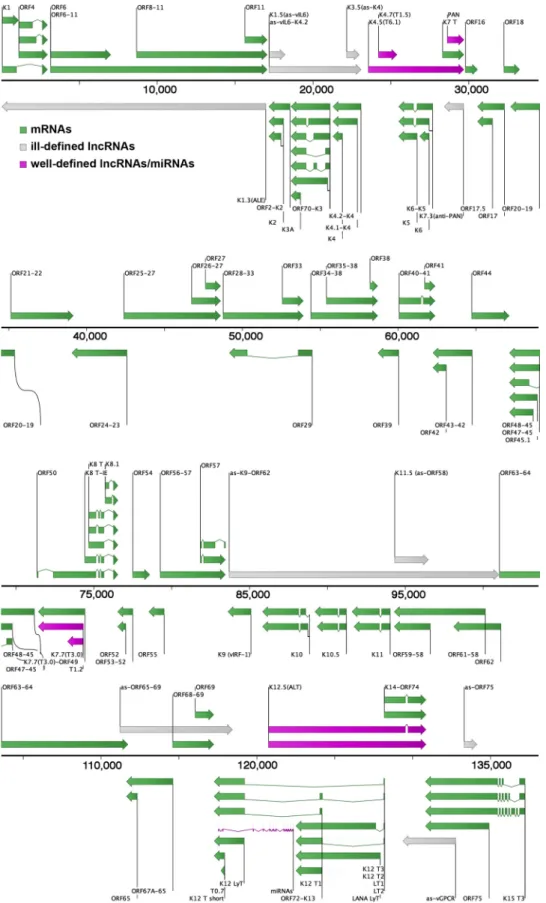FIG 1 Updated map of known and potential KSHV mRNAs, miRNAs, and lncRNAs. Coordinates of RNA transcripts from the literature were extrapolated to the KSHV strain JSC1 genome (GQ994935.1) and visualized with CLC Bio’s Genomics Workbench software