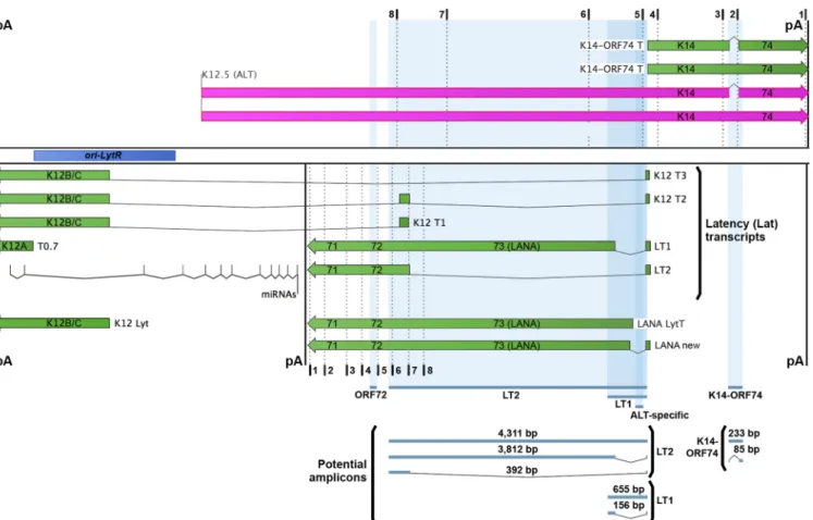 FIG 3 Schematic of the KSHV latency locus. The latency locus of KSHV was mapped with mRNAs in green and lncRNA ALT in purple