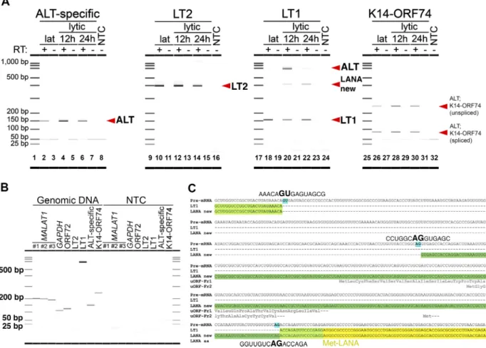 FIG 4 KSHV lncRNA ALT is expressed during the early lytic stage, and a new splice isoform of a LANA transcript is found