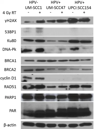 Figure 4: HPV+ HNSCCs have decreased expression of NHEJ and HR proteins including DNA-Pk and BRCA2