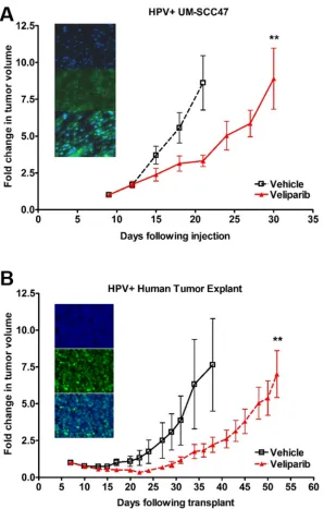 Figure 6: HPV+ HNSCCs are sensitive to PARP inhibition in vivo. A. 5 million UM-SCC47 cells were injected subcutaneously or B