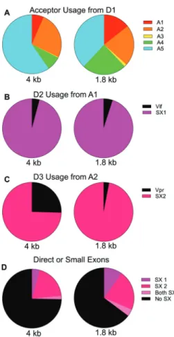 FIG 9 SIVmac239 splice patterns and primer locations. Light blue, D0 forward primer; blue, D1 forward primer; red, 1.8-kb class Primer ID-tagged reverse primer;