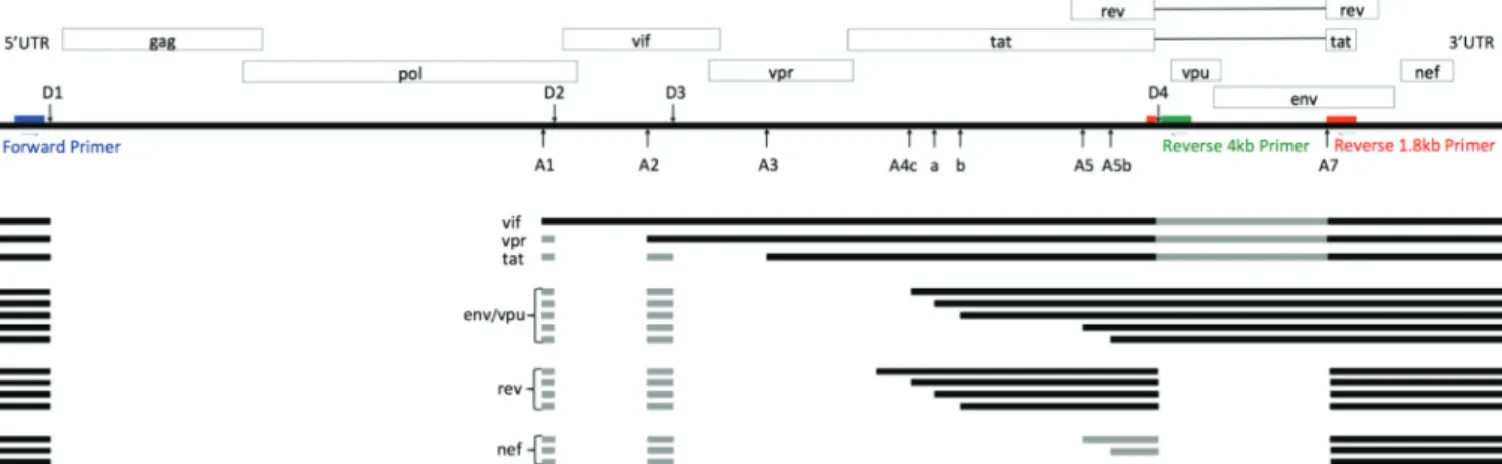 FIG 1 HIV-1 splice patterns and primer locations. Blue, forward primer; red, 1.8-kb class Primer ID-tagged reverse primer; green, 4-kb class Primer ID-tagged reverse primer