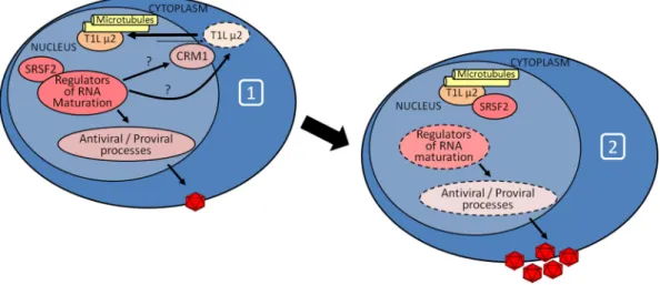 FIG 9 Model for T1L ␮2 interactions with SRSF2 and impact on cell RNA splicing. Upon viral infection (diagram 1), cell splicing protein SRSF2 modulates T1L ␮2 (possibly through effects on posttranslational modiﬁcation enzymes) or nuclear protein transport 
