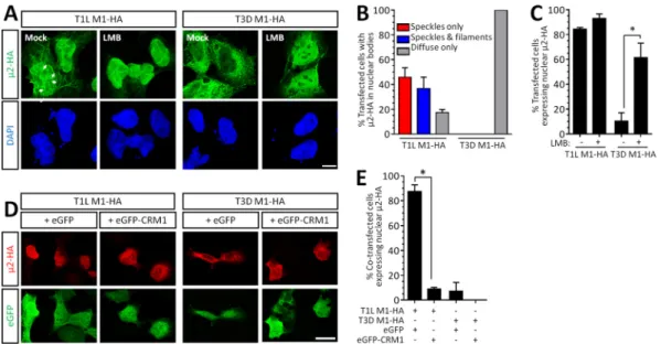FIG 1 ␮2 undergoes constant CRM1-dependent nuclear shuttling, but the predominant intracellular localization is strain speciﬁc