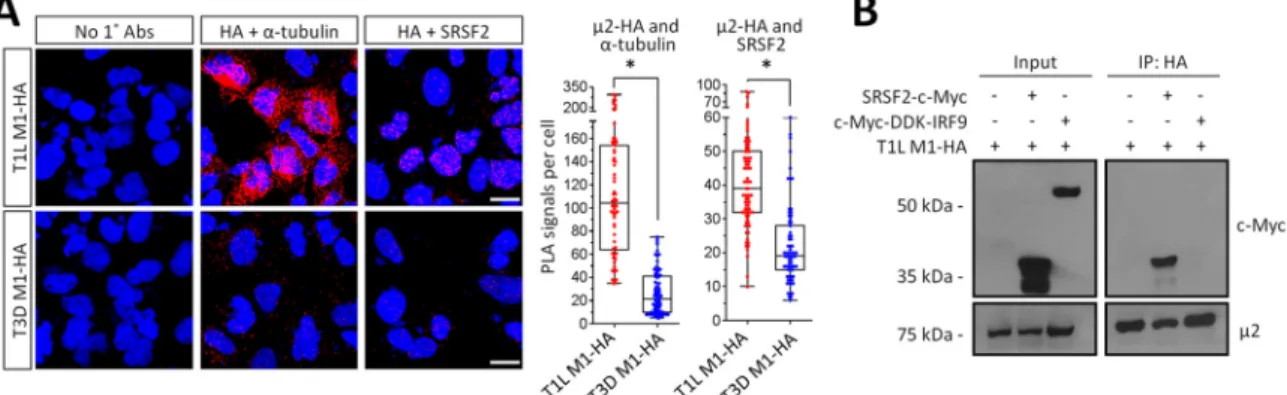 FIG 5 T1L ␮2 forms a complex with SRSF2 in the nucleus. (A) AD-293 cells were transfected with T1L M1-HA for 20 h, ﬁxed, and subjected to a proximity ligation assay (PLA) using the indicated primary antibodies