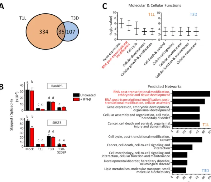 FIG 8 Reovirus infection alters cellular mRNA splicing. (A) Venn diagram indicating differences in splicing based on MISO analysis of RNA-seq results