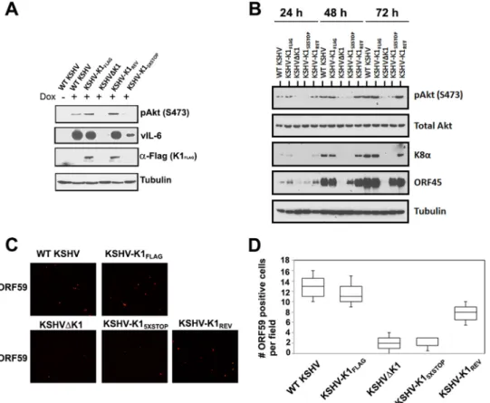 FIG 3 Small amounts of K1 protein are expressed in uninduced KSHV-in- KSHV-in-fected iSLK cells