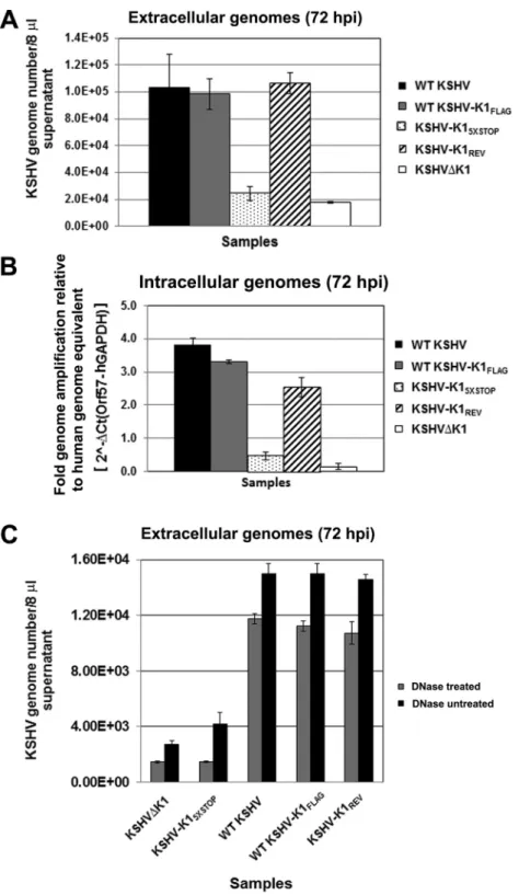 FIG 5 KSHV K1 is required for efficient viral replication. Stable iSLK cells latently infected with WT KSHV, KSHV-K1 FLAG , KSHV-K1 5 ⫻STOP , KSHV-K1 REV , and KSHV ⌬K1 were treated with 1 ␮g/ml of doxycycline for 72 h