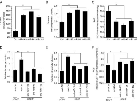 Figure 6: HBXIP enhances the glucose metabolism reprogramming of breast cancer cells through miR-183/96/182 in vitro