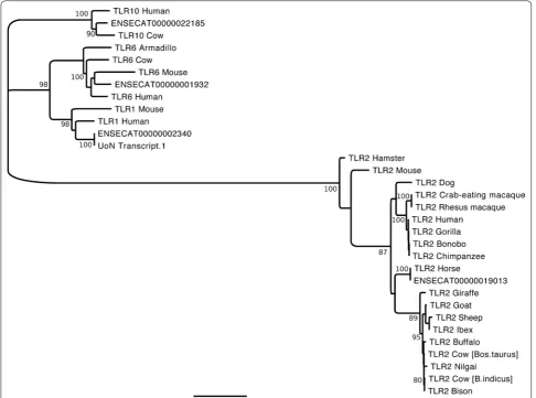 Fig. 1 Phylogenetic tree of TLR1,2 6,10 gene family. Comparison of the horse TLR transcripts identified in this study with known TLR1,2,6 and 10 protein sequences
