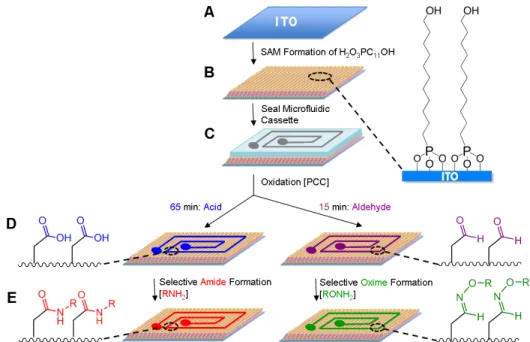 Figure	  4.5.	  Schematic	  for	  the	  oxidative	  activation	  of	  H 2 O 3 PC 11 OH	  SAMs	  on	  ITO	  with	  controlled	   generation	   of	   aldehyde	   and	   carboxylic	   acid	   head-­‐groups	   for	   subsequent	   chemos