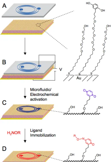 Figure	   2.1.	   Synergistic	   strategy	   to	   selectively	   activate	   a	   SAM	   surface	   using	   microfluidic	   	   networks	   and	   electrochemistry.	   A)	   First,	   a	   PDMS	   microchip	   is	   reversibly	   s