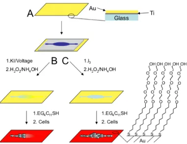 Figure	   3.1.	   A	   scheme	   outlining	   the	   strategy	   to	   electrochemically	   and	   chemically	   generate	   	   gold/glass	  hybrid	  substrates	  for	  cell	  culture.	  (A)	  A	  PDMS	  microfluidic	  chip	  was	