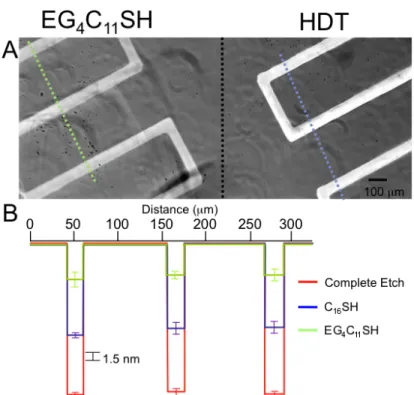 Figure	  3.4.	  The	  type	  of	  SAMs	  on	  gold	  influence	  the	  depth	  of	  chemical	  etch.	  	  For	  example,	  gold	   	   is	  chemically	  etched	  differently	  through	  patterned	  EG 4 C 11 SH	  and	  HDT	  SAM
