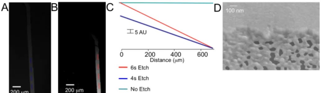 Figure	   3.6.	  Controlled	  differential	  gradient	  slopes	  obtained	  with	  different	  voltage	  application	   	   times.	  Brightfield	  micrographs	  of	  (A)	  4	  second	  application	  time	  (B)	  6	  second	  applica